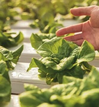 Alimentar la tierra con métodos naturales transforma los cultivos y asegura cosechas sostenibles