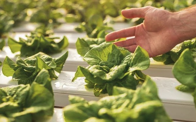 Alimentar la tierra con métodos naturales transforma los cultivos y asegura cosechas sostenibles 1 Alimentar la tierra con métodos naturales transforma los cultivos y asegura cosechas sostenibles